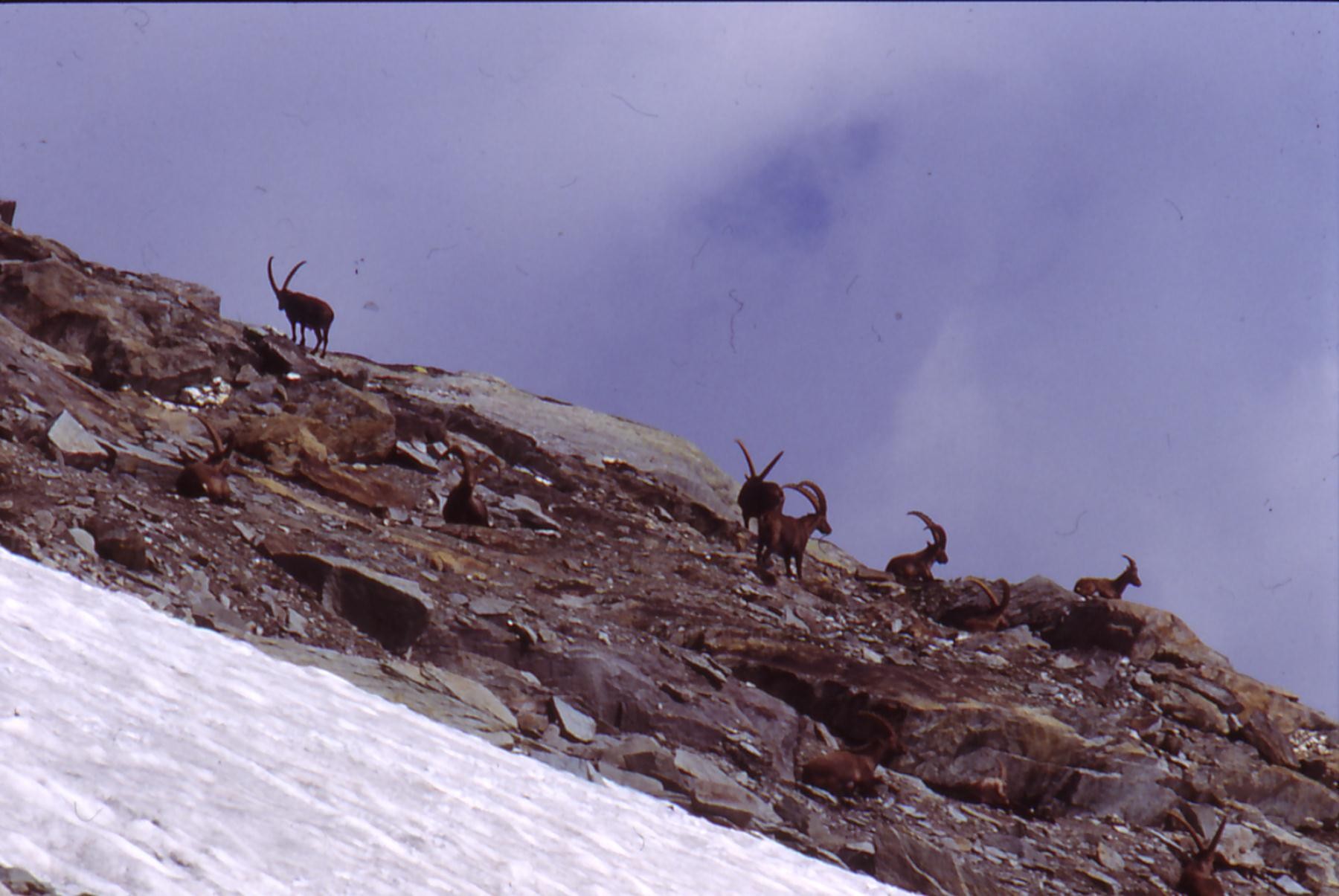 markhors