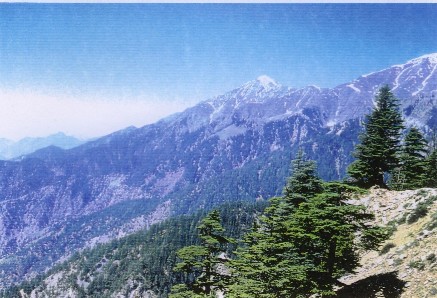 for&ecirc;t de c&egrave;dres de Garares , site de rencontres d'hominid&eacute;s reliques